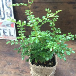 シマトネリコ♡大人気♡艶やかな葉っぱ♡観葉植物 5枚目の画像