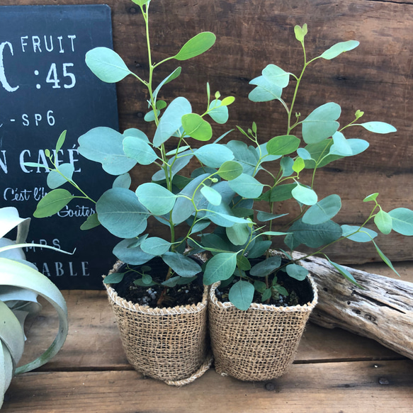 ポポラス２個セット♡ユーカリ♡ガーデニング♡観葉植物 4枚目の画像