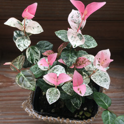 初雪カズラ♡ピンクと白のコントラスト♡観葉植物♡インテリア 4枚目の画像
