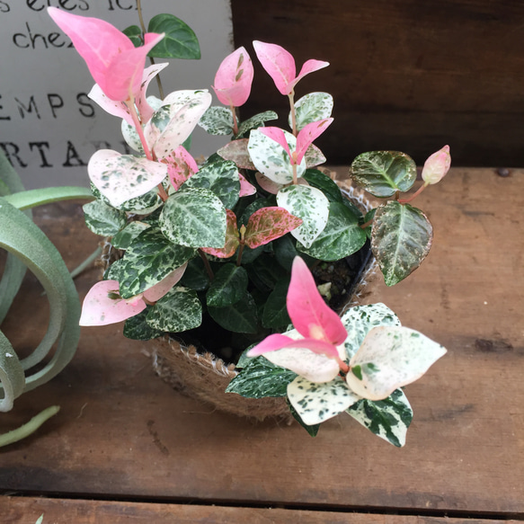 初雪カズラ♡ピンクと白のコントラスト♡観葉植物♡インテリア 5枚目の画像