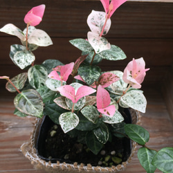 初雪カズラ♡ピンクと白のコントラスト♡観葉植物♡インテリア 8枚目の画像