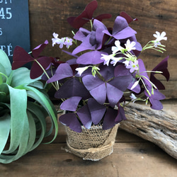 紫の舞♡オキザリス♡観葉植物♡ユニークな葉っぱ 1枚目の画像