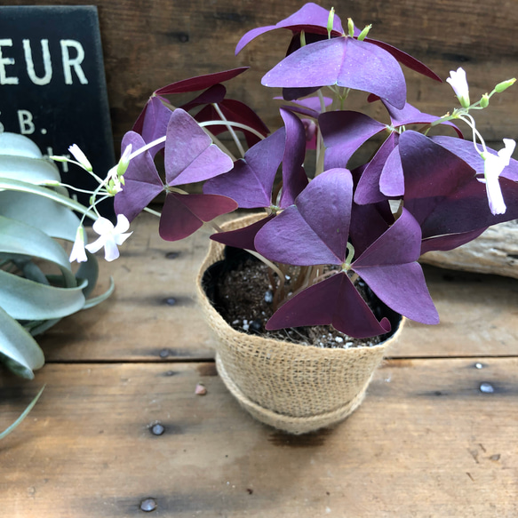 紫の舞♡オキザリス♡観葉植物♡ユニークな葉っぱ 9枚目の画像