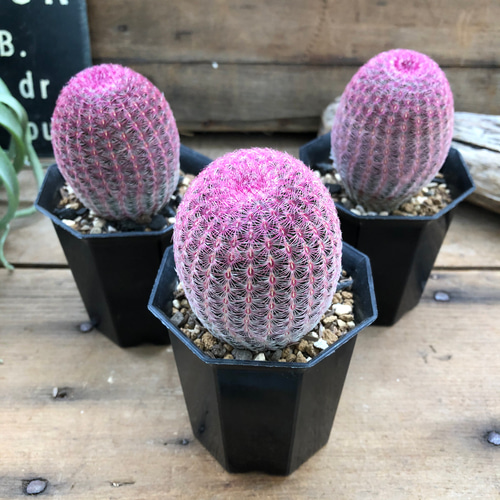 エキノセレウス♡紫太陽♡3個のみ♡希少♡サボテン アートフラワー