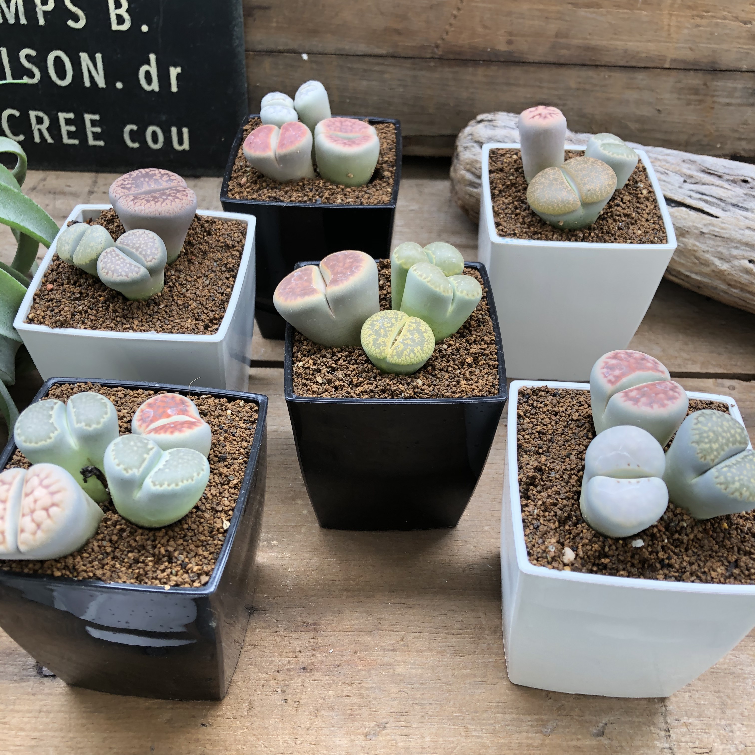 多肉植物　リトープス　入れ合わせ　品種たくさん　コメントください 615u7X8sIvL._UF350,350_QL50_.jpg