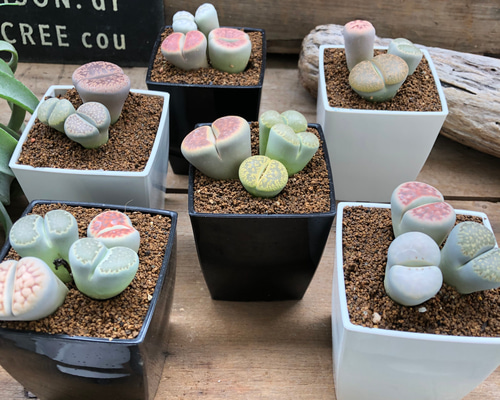 多肉植物　リトープス　入れ合わせ　品種たくさん　コメントください Amazon.co.jp: 多肉植物 リトープス 色の組み合わせ 約10苗 1年の苗0.5