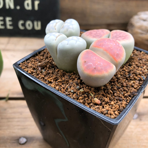 mixタイプ♡リトープス♡メセン♡キモカワいい♡多肉植物 アート