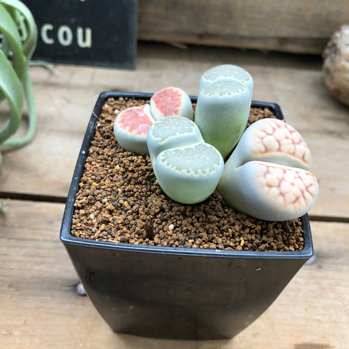 mixタイプ♡リトープス♡メセン♡キモカワいい♡多肉植物 アート