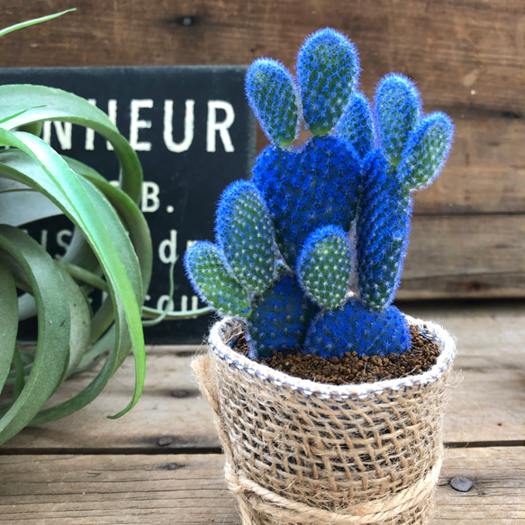 ブルーバニーカクタス♡ウサギのサボテン♡可愛い♡ アートフラワー