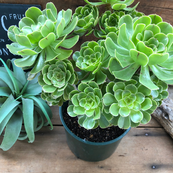 サンシモン お祝いに