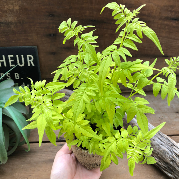 フィオナサンライズ♡ハゴロモジャスミン♡観葉植物♡ガーデニング 3枚目の画像