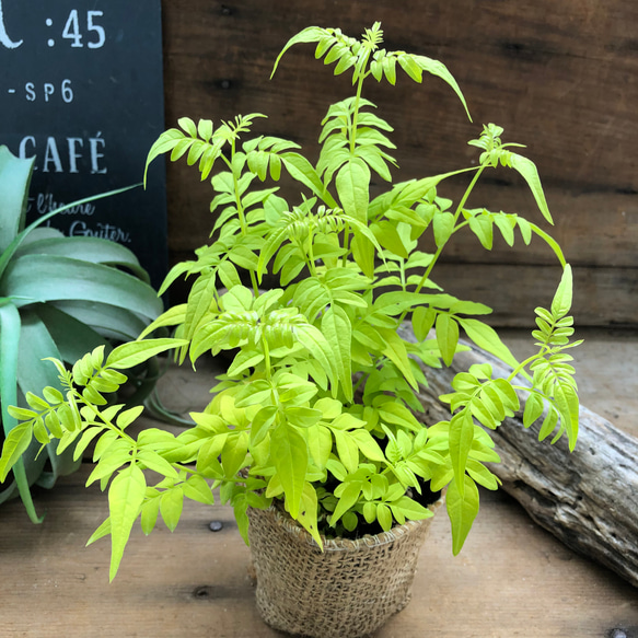 フィオナサンライズ♡ハゴロモジャスミン♡観葉植物♡ガーデニング 4枚目の画像