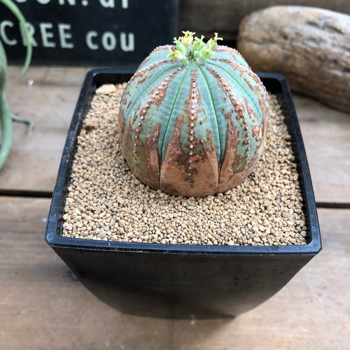 オールドオベサ♡希少♡ユーフォルビア♡多肉植物 多肉植物 パリ