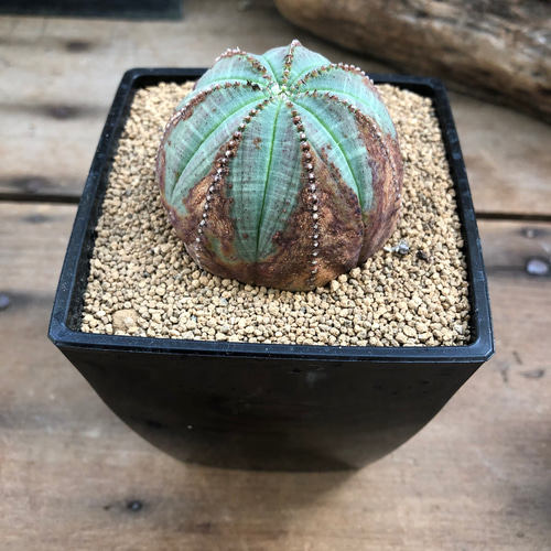 希少 ユーフォルビア オベサ 斑入り ユーフォルビア オベサ ＊斑入り＊ イタリア産 - メルカリ