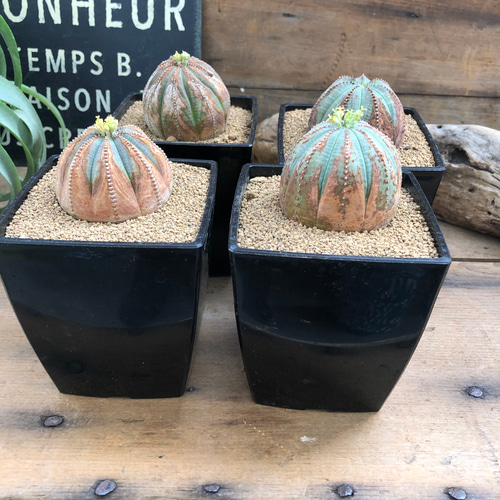 希少大株　オールドオベサ　ユーフォルビア　オベサ　たけろうポット付き 希少大株 オールドオベサ ユーフォルビア オベサ たけろうポット付き