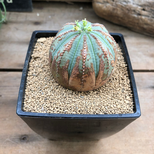 オールドオベサ♡希少♡ユーフォルビア♡多肉植物 多肉植物 パリ