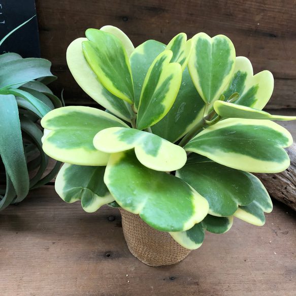 迷彩柄植物 ラブリーハート 斑入 可愛いハートの葉 Amazon｜ラブラブハート 斑入りホヤ ハート型の葉 ホヤ 観葉植物