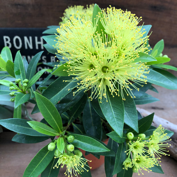 抽象的なパステル画 植物と球体宙花 長谷川健太@𝐒𝐔𝐂𝐑𝐄𝐓𝐈𝐄𝐑 on X: 