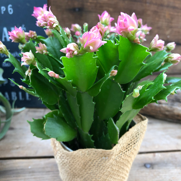 のいちご♡大人気♡コンペイトウカクタス♡デンマークカクタス