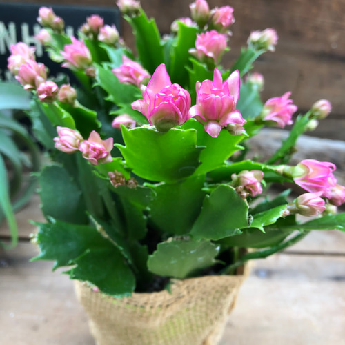 多肉植物　デンマークカクタス　のいちご&イエローダイヤモンド　根付き抜き苗2種類 多肉植物デンマークカクタスのいちご&イエローダイヤモンド