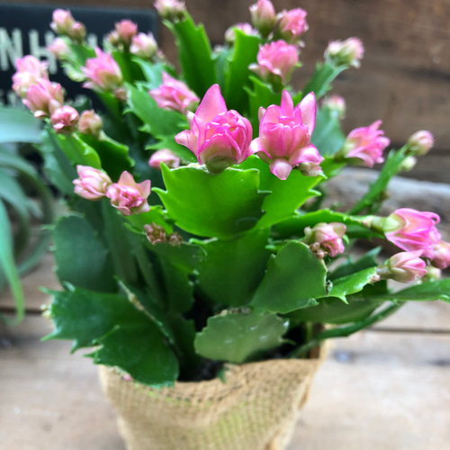 のいちご♡大人気♡コンペイトウカクタス♡デンマークカクタス