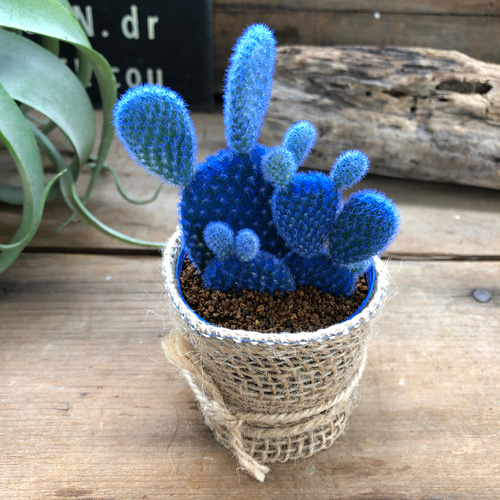 ブルーバニーカクタス♡ウサギのサボテン大人気♡サボテン♡多肉植物