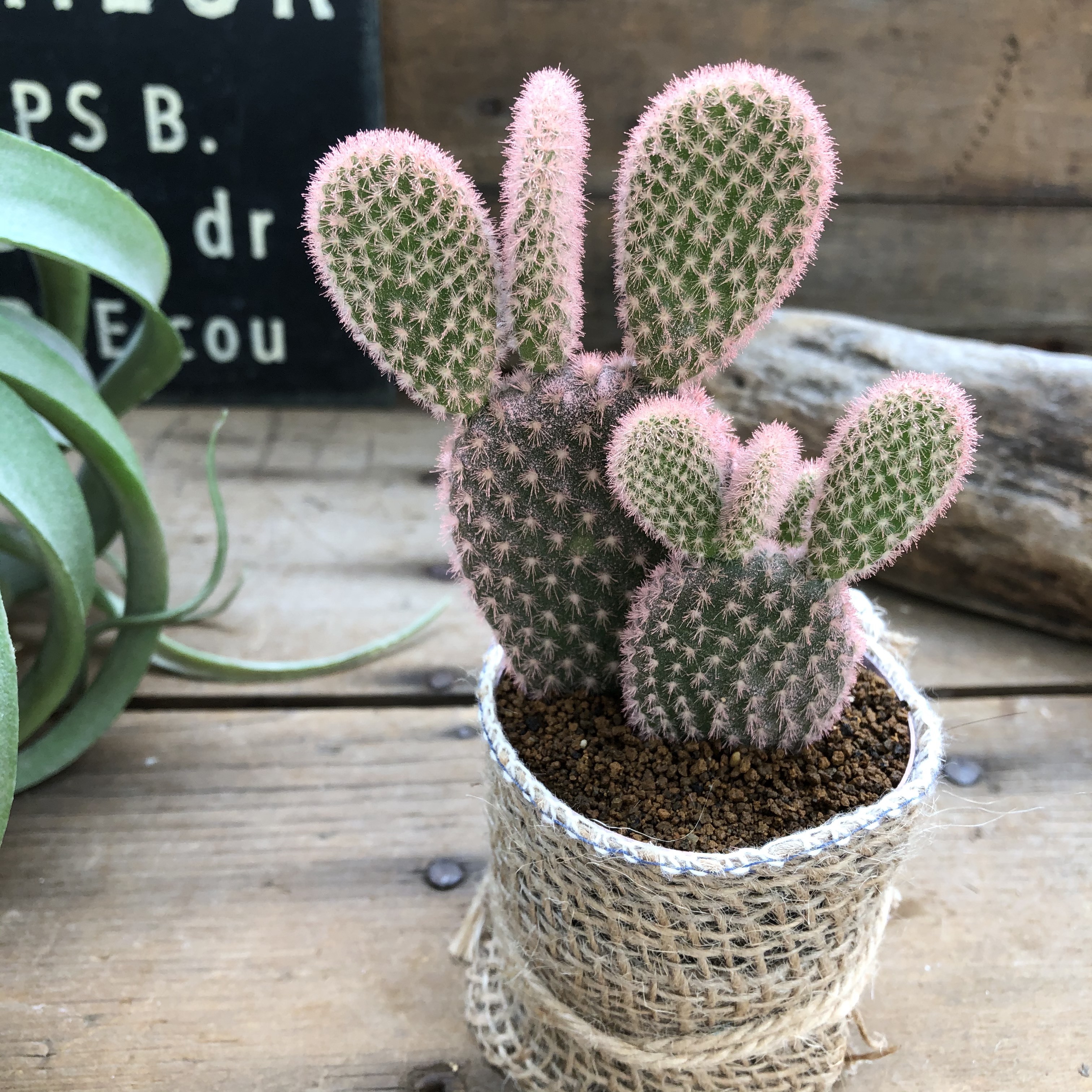 カクタス 置物 サボテン 花 デザートピンク スワロフスキー フラワー