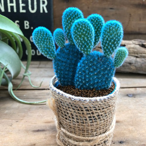 水色バニーカクタス♡サボテン♡ウサギのサボテン♡ アートフラワー