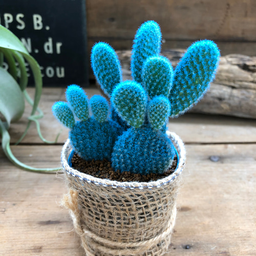 水色バニーカクタス♡サボテン♡ウサギのサボテン♡ アートフラワー