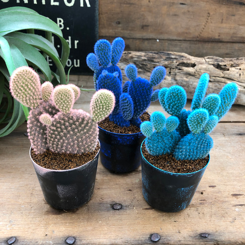 水色バニーカクタス♡サボテン♡ウサギのサボテン♡ アートフラワー