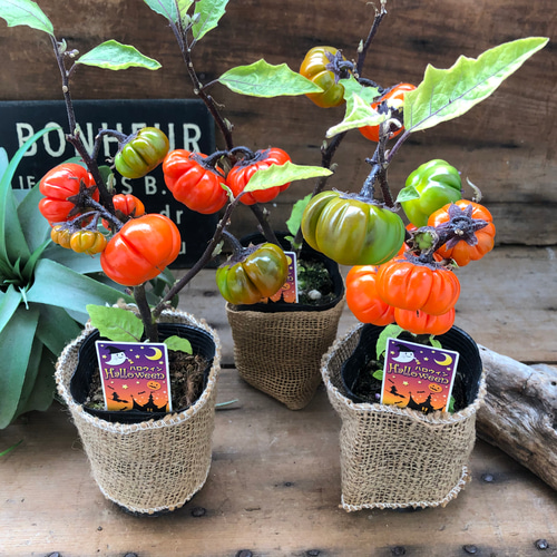 ソラナム パンプキン♡ハロウィンに♡早い者勝ち♡ アートフラワー