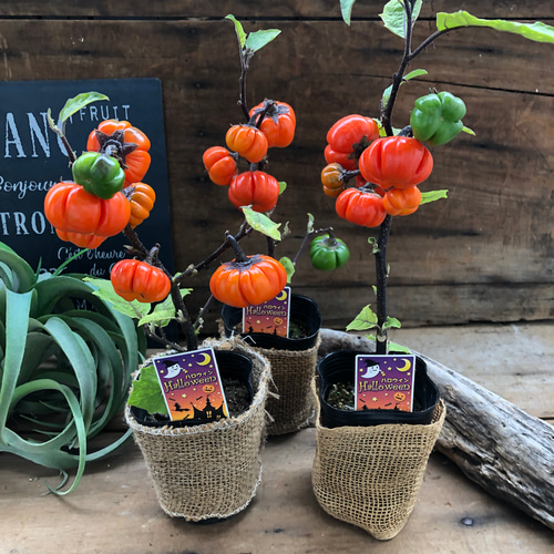 ソラナム パンプキン♡ハロウィンに♡早い者勝ち♡ アートフラワー