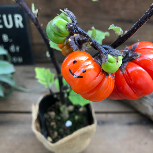 顔つきパンプキン♡ソラナム♡ハロウィンに♡ガーデニング アート