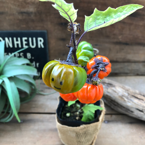 顔つきパンプキン♡ソラナム♡ハロウィンに♡ガーデニング アート
