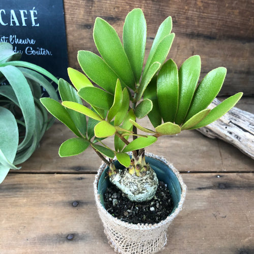 ザミア♡高価な塊根植物♡観葉植物♡インテリア アートフラワー パリ