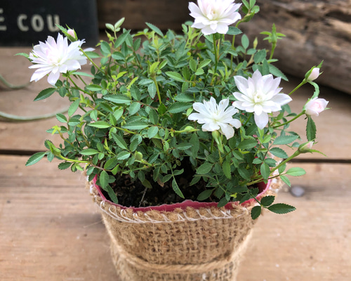 ♡お取り置き♡アマゾナイトバラ　グリーンサクラ瑪瑙　ケセラバラ　ラピスラズリ 1_b6018bd71b4107df4fb2e88c81e0