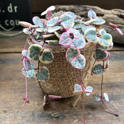 レディーハート♡斑入りハートカズラ♡垂れ下がり♡多肉植物 多肉植物