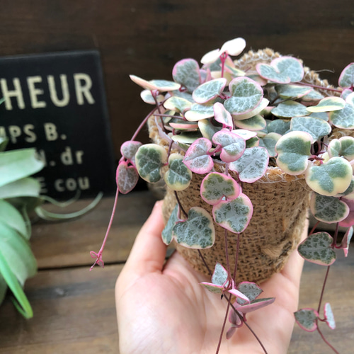 レディーハート♡斑入りハートカズラ♡垂れ下がり♡多肉植物
