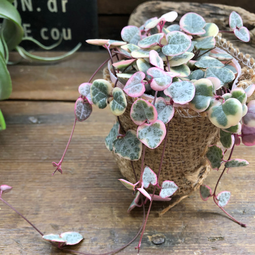 レディーハート♡斑入りハートカズラ♡垂れ下がり♡多肉植物