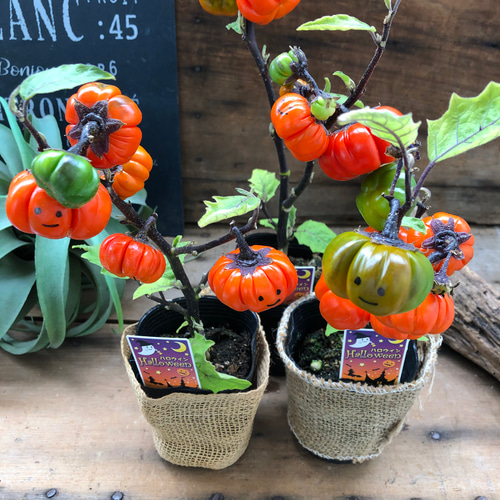 専用＊感謝Sale＊Halloweenソラナムパンプキン　ドライフラワーリース 専用＊Halloween＊ソラナムパンプキン ドライフラワータペストリー