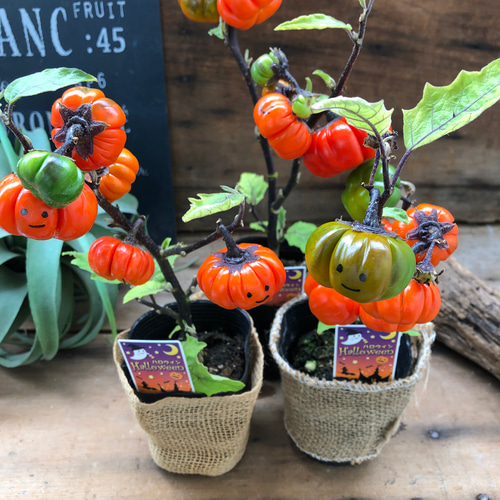 ソラナム♡セール♡ハロウィンパンプキン♡ガーデニング アート