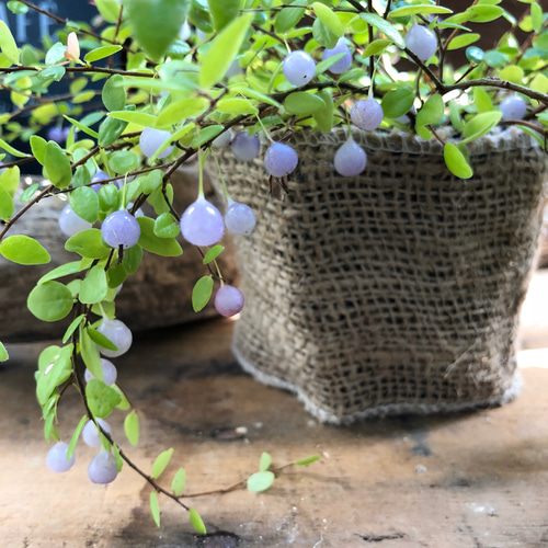 リメイク鉢 リメ鉢 2.5号鉢2点セットA-31 多肉植物 Felice piu + リメイク鉢 リメ鉢 2.5号鉢2点セットA-31 多肉植物 Felice piu +