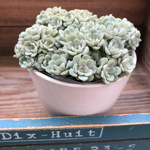 白雪ミセバヤ＋白丸石鉢♡セダム♡もこもこ♡多肉植物 多肉植物 パリ