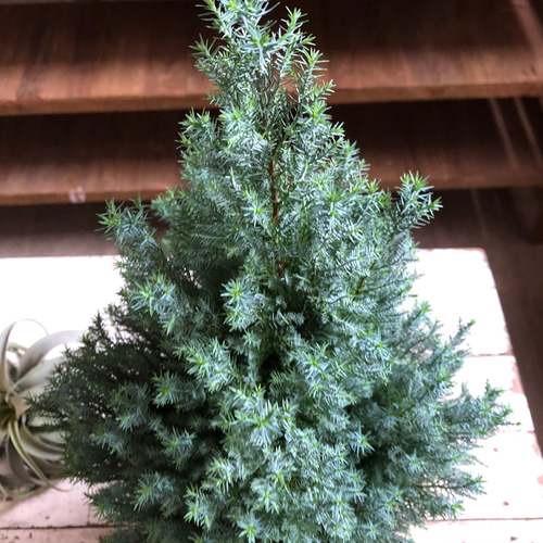 シルバースター♡コニファー♡クリスマスツリーに♡ガーデニング