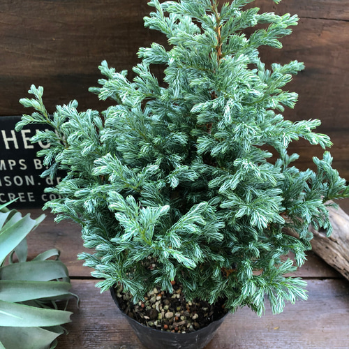 ボールバード♡クリスマスツリーに♡コニファー♡ガーデニング