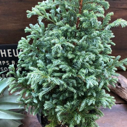 ボールバード♡クリスマスツリーに♡コニファー♡ガーデニング アート