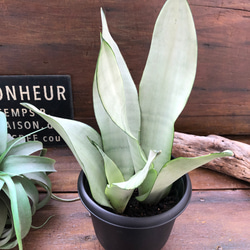 シルバーキング♡超希少♡サンスベリア♡空気清浄 アートフラワー パリ