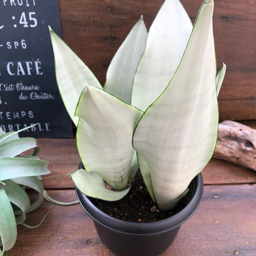 シルバーキング♡超希少♡サンスベリア♡空気清浄 アートフラワー パリ
