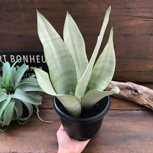 シルバーキング♡超希少♡サンスベリア♡空気清浄 アートフラワー パリ