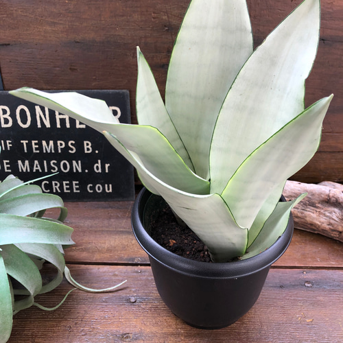 シルバーキング♡超希少♡サンスベリア♡空気清浄 アートフラワー パリ